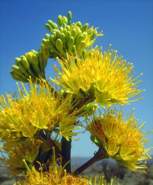 California, Anza-Borrego Desert SP Agave Flowers